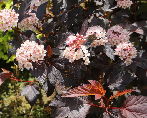 Пузыреплодник калнолистный Дьябл Д'Ор (Physocarpus opulifolius Diable D'Or)