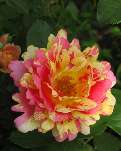 роза Роуз де Систерсьен (Rose des Cisterciens)