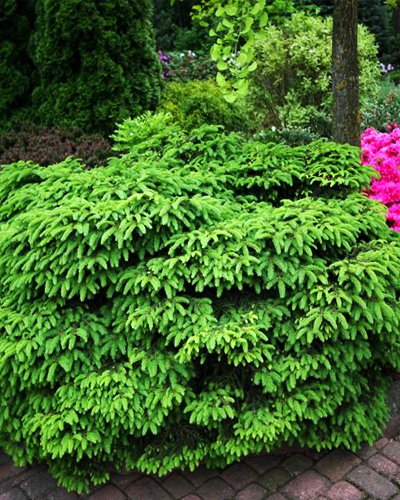Ель обыкновенная Нидиформис (Picea abies Nidiformis)