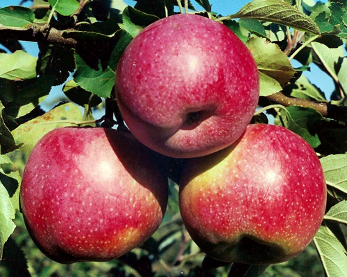 Яблоня Флорина