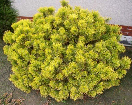 Сосна горная Карстен Винтерголд (Pinus mugo Carsten)