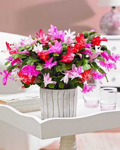 Шлюмбергера Микс (Schlumbergera)