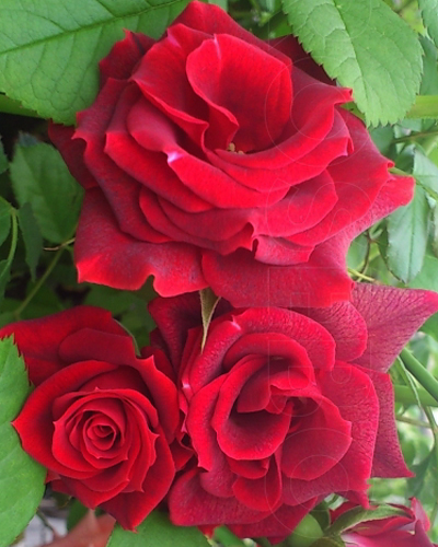 роза Ред Микадо (Red Mikado)