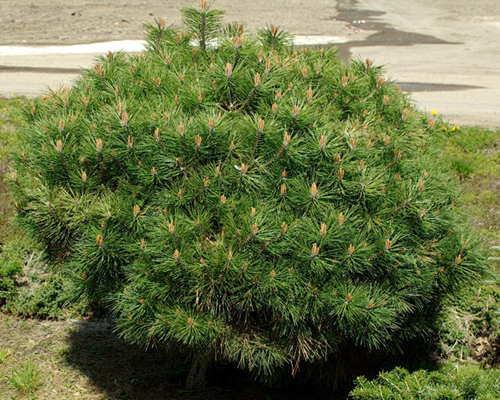 Сосна чёрная Брепо/Пьеррик Брегон (Pinus nigra Brepo/Pierriсk Bregeon)