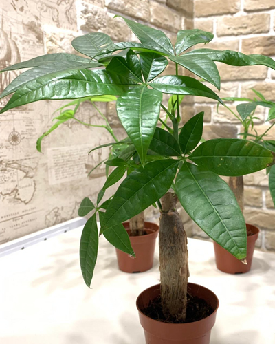 Пахира Акватика (Pachira aquatica)