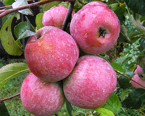 Яблоня Памяти Ульянищева