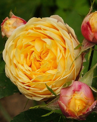 роза Бэби Романтика (Baby Romantica)