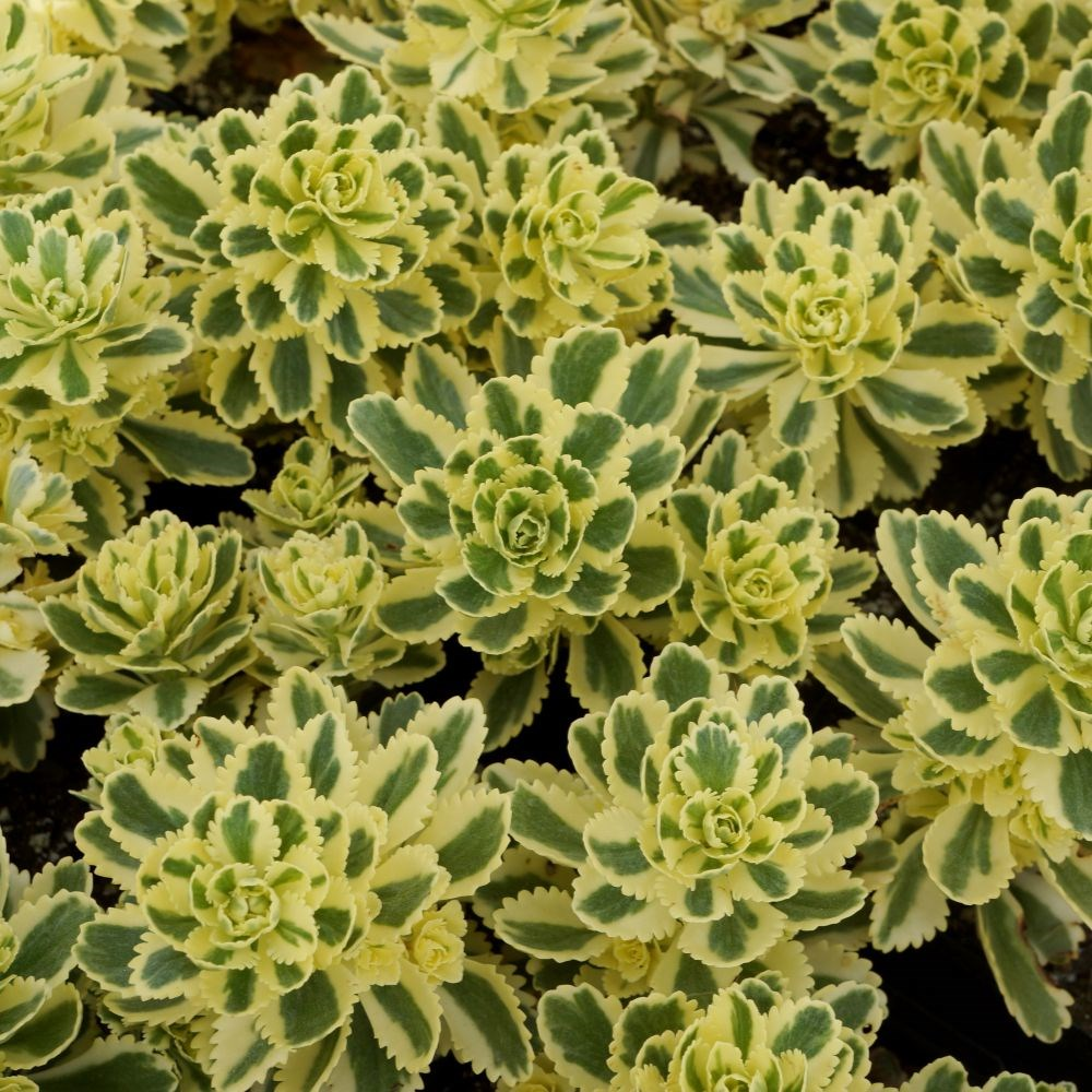 Sedum middendorfianum Variegatum