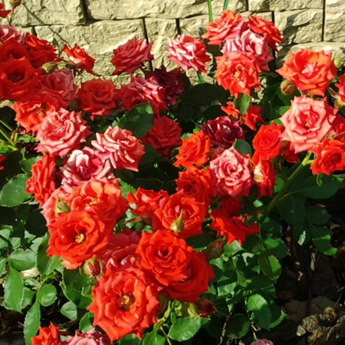 роза Мирабель