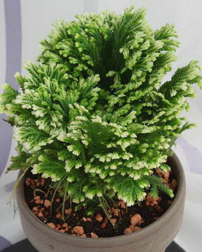 Селагинелла Джори (Selaginella martensii Jori)
