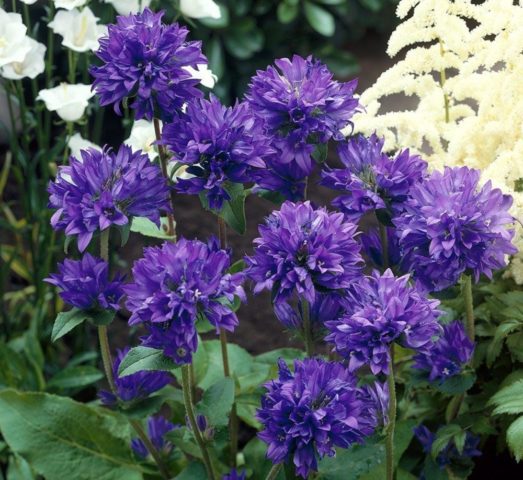 Campanula glomerata Flipper