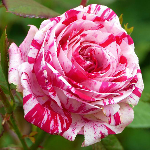 роза Флешинг