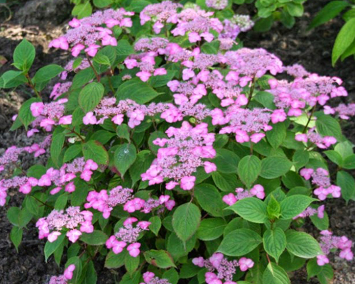 Гортензия пильчатая Авелроз (Hydrangea serrata Avelroz) Гортензия пильчатая Авелроз (Hydrangea serrata Avelroz)