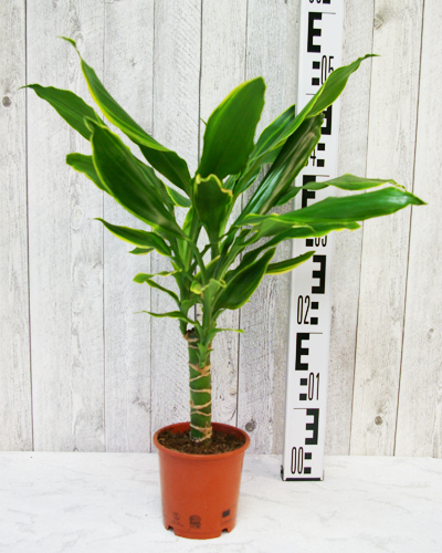 Драцена фрагранс Еллоу Кост (Dracaena fragrans Yellow Coast)