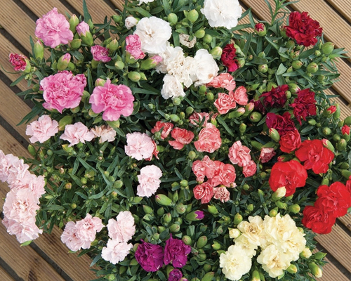 Гвоздика садовая Лилипот Микс (Dianthus Lillipot Mix)