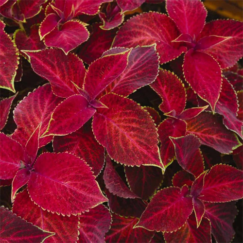 Колеус Визард Вельвет Ред (Coleus Wisard Velvet Red)