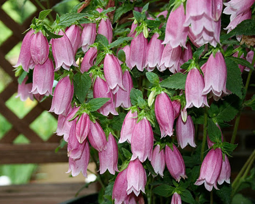 Колокольчик точечный (Campanula punctata)