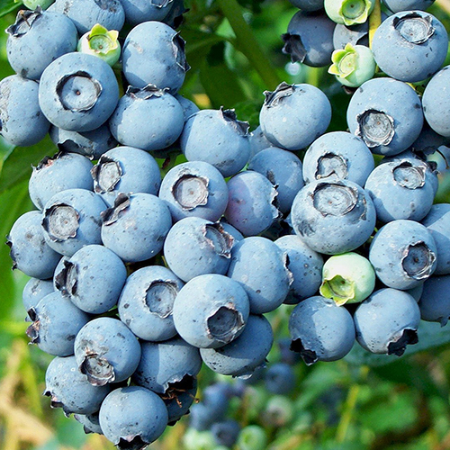 Голубика садовая Пури (Vaccinium corymbosum Puri) Голубика садовая Пури (Vaccinium corymbosum Puri)