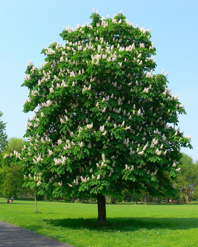 Каштан конский (Aesculus hippocastanum)