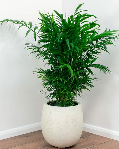 Хамедорея Элеганс (Chamaedorea elegans)