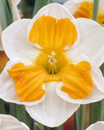 Нарцисс Tricollet