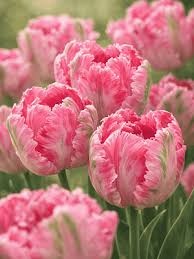 Тюльпан Parrot Weber's Pink