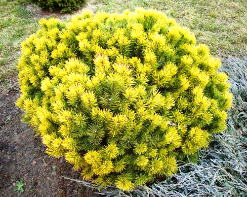 Сосна горная Винтер Голд (Pinus mugo Winter Gold) 