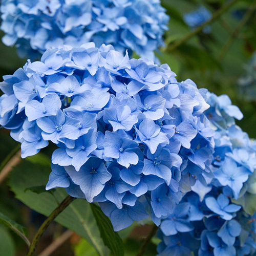 Гортензия крупнолистная Фаболо Блю (Fabolo Blue)