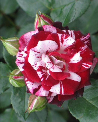 роза Флеш Найт (Flash Night)