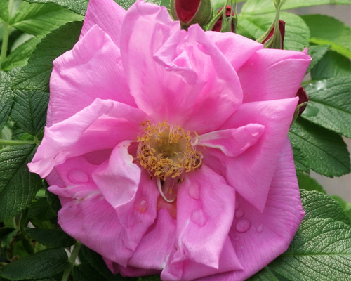 Роза-ругоза Адмирейшн (Rose-rugosa Admiration) Роза-ругоза Адмирейшн (Rose-rugosa Admiration)