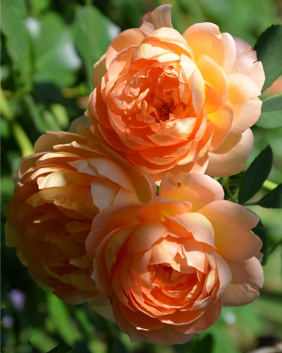 роза Леди оф Шалот (Lady of Shalott)