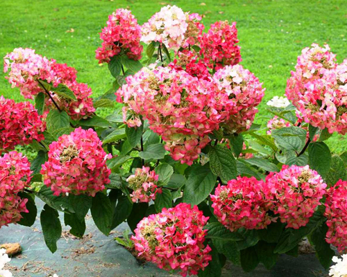 Гортензия метельчатая Мега Минди (Hydrangea paniculata Mega Mindy) Гортензия метельчатая Мега Минди (Hydrangea paniculata Mega Mindy)