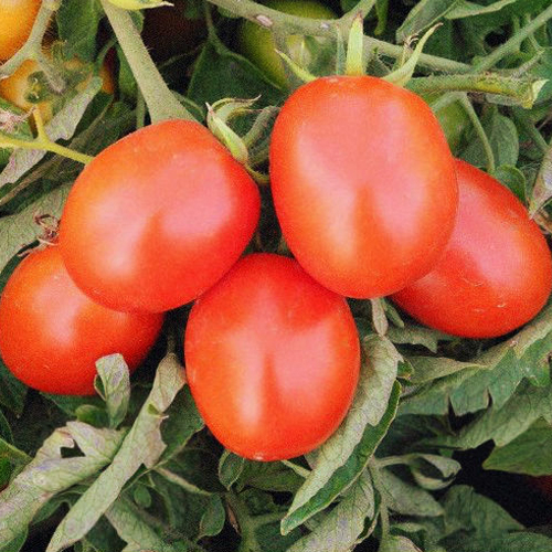 Томат Солнечный