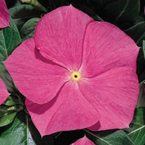 Катарантус Хитвейв Дип Роуз (Catharanthus Heatwave Deep Rose)