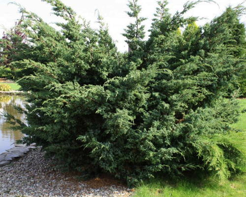 Можжевельник китайский Блю Альпс (Juniperus chinensis Blue Alps)