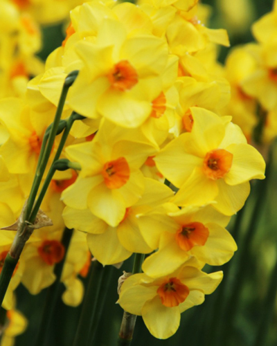 Нарцисс Poetaz Martinette