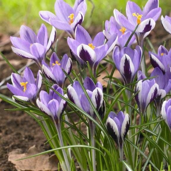 Крокус botanical Spring Beauty Крокус botanical Spring Beauty