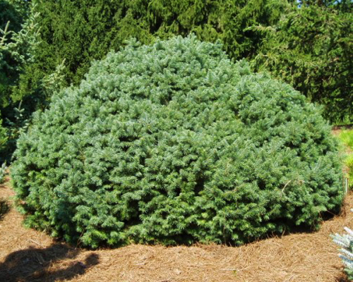 пихта субальпийская грин глоб пихта субальпийская грин глоб