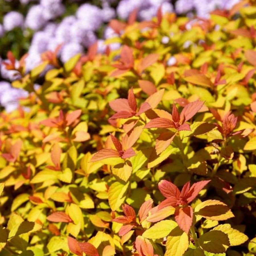 Spiraea japonica Zen Spirit Caramel