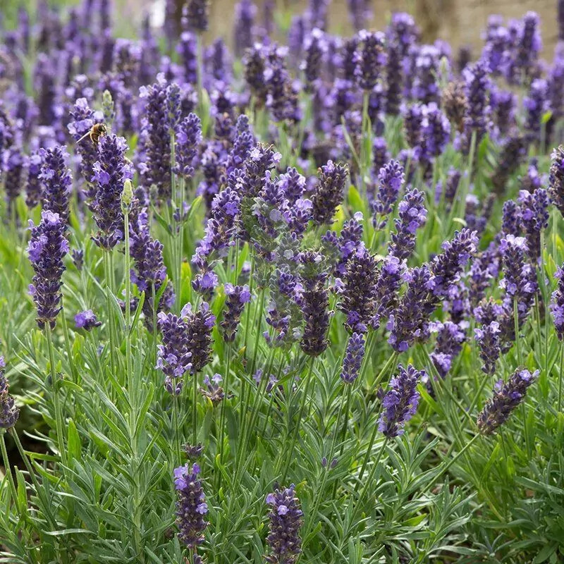 Лаванда узколистная Лавли Скай Блю