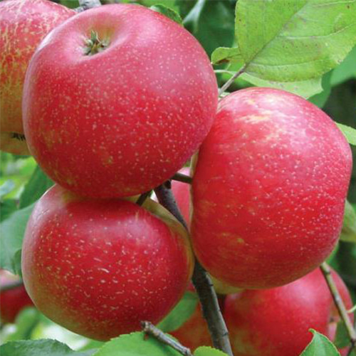 Яблоня Хани Крисп (Медовый Хруст)