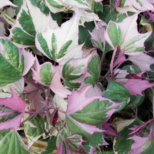 Ипомея батат Vine Pink Frost (Ipomoea batatas)