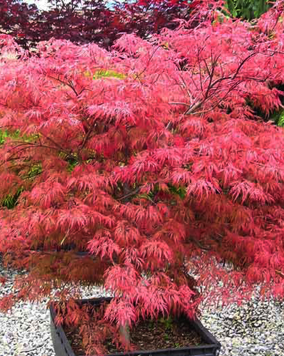 Клен пальмолистный Вильсон Пинк Дварф (Acer palmatum Wilson's Pink Dwarf) Клен пальмолистный Вильсон Пинк Дварф (Acer palmatum Wilson's Pink Dwarf)