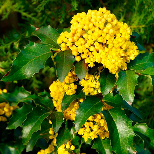 Магония падуболистная