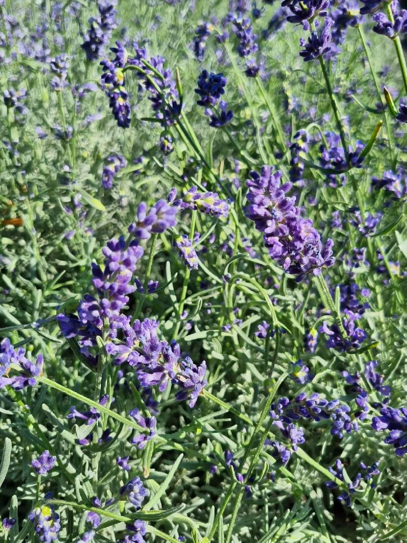 Лаванда узколистная Хидкот Блю (Hidcote Blue)