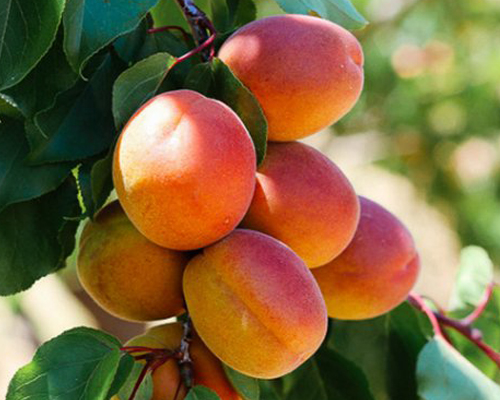 Абрикос Нью-Джерси