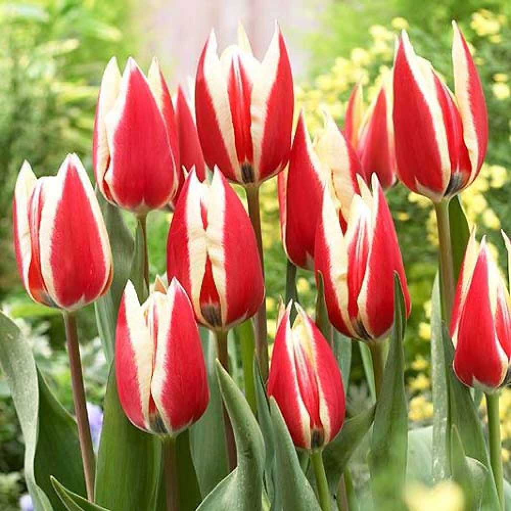 Тюльпан Triumph Spring Surprise