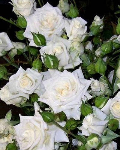 роза Белый спрей