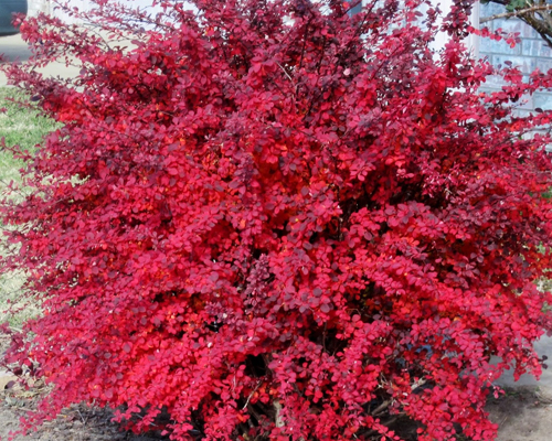 Барбарис тунберга Ред Диджей (Berberis thunbergii Red DJ)