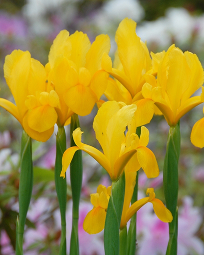 Ирис hollandica Yellow